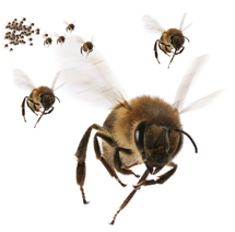 bee_swarm_small